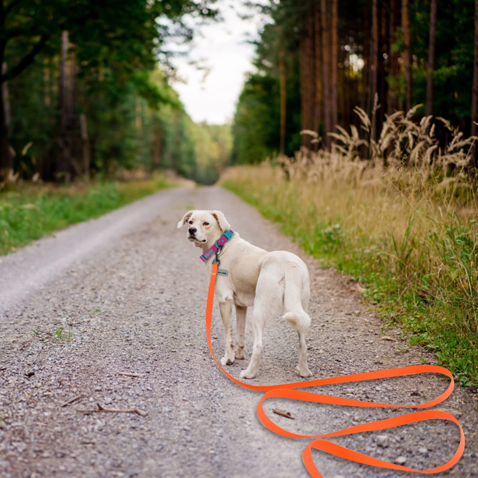 Wolfone Orange 12m Long Line Lead Waterproof Recall Training Dog Lead, 12m*19mm*2mm - Image 3