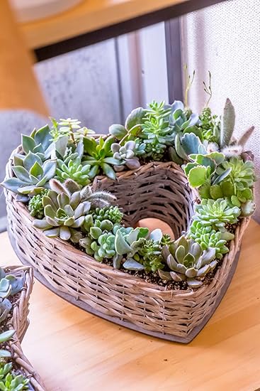 Amazon かわいい器に寄せ植えされた多肉植物の寄せ植え 多肉植物 寄せ植え 苗 おまかせ Mix セット 誕生日祝い 結婚記念日 新築祝い ウィローハートアレンジ 観葉植物 オンライン通販