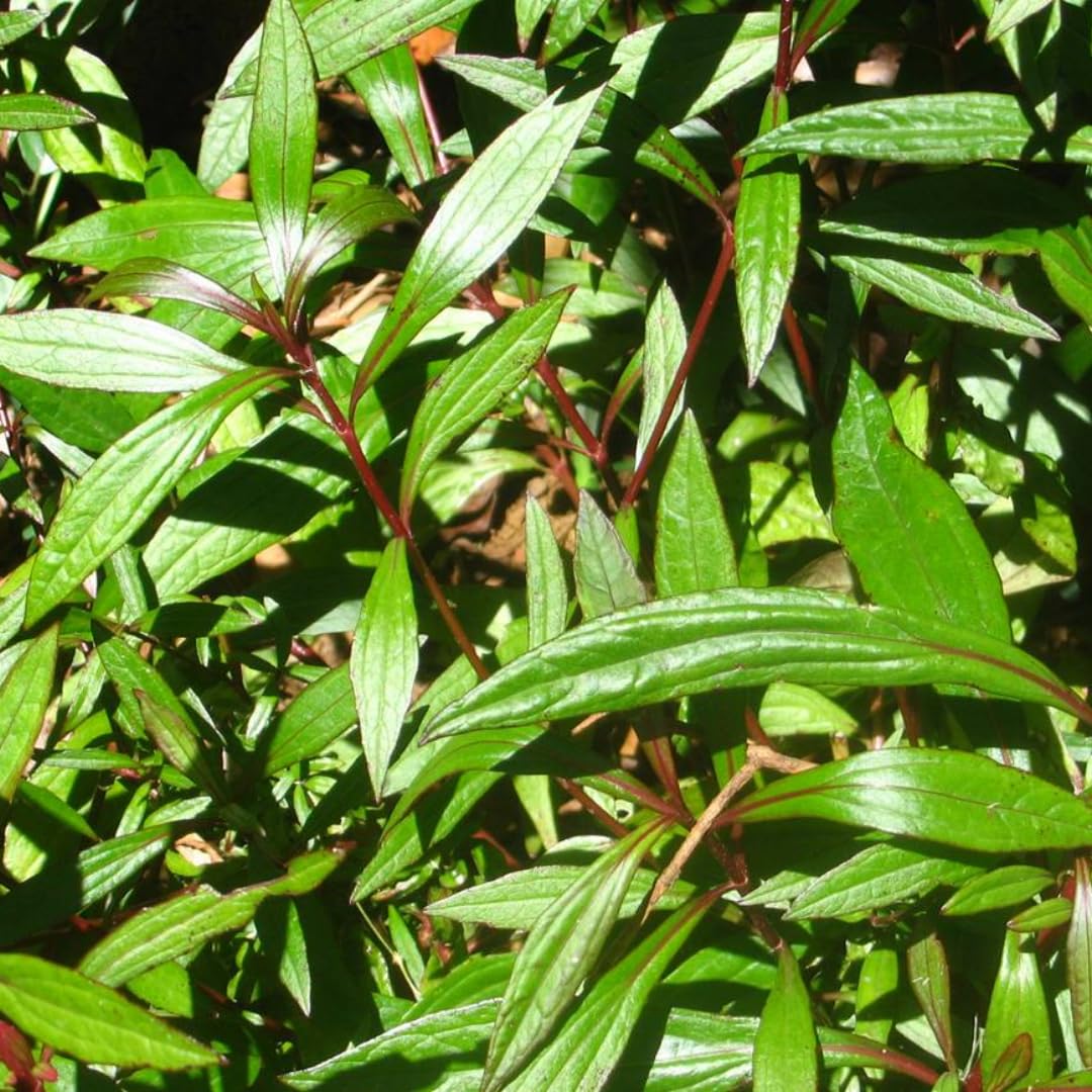 See full amazon price history chart for M-Tech Gardens Rare Ayyappana Medicinal Herb Plant (Ayapana triplinervis, Ayyapana) Exotic 1 Live Medicinal Plant M-Tech Gardens Rare Ayyappana Medicinal Herb Plant (Ayapana triplinervis, Ayyapana) Exotic 1 Live Medicinal Plant (B07YL3VW7X) Amazon Price History, Amazon Price Tracker
