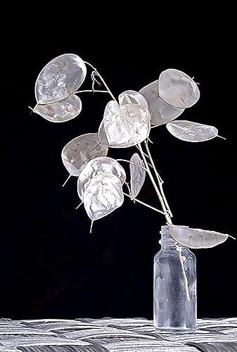 Miniatura 4 de 150 Semillas Lunaria - Semillas de Planta Dinero - Marde Ross & Company