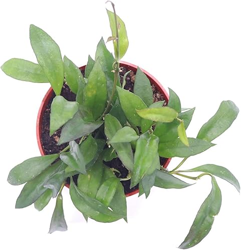 Miniatura 2 de Hoya Carnosa - 6" de California Tropicals