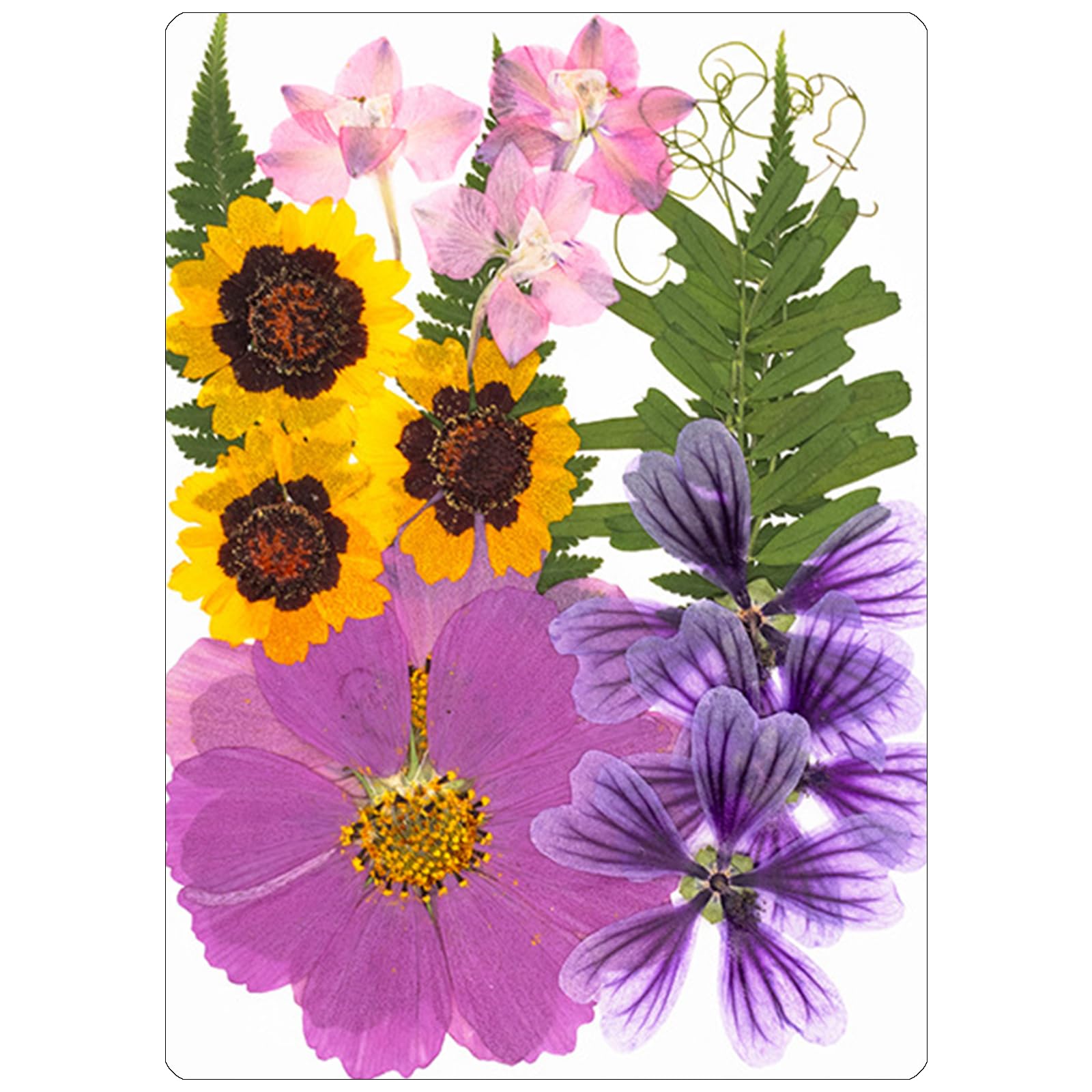 Carotoe A 18Pieces Dried Flower Rt Supplies For Cards Creative Nd Permanent Plant Displays Creative Flower Projects