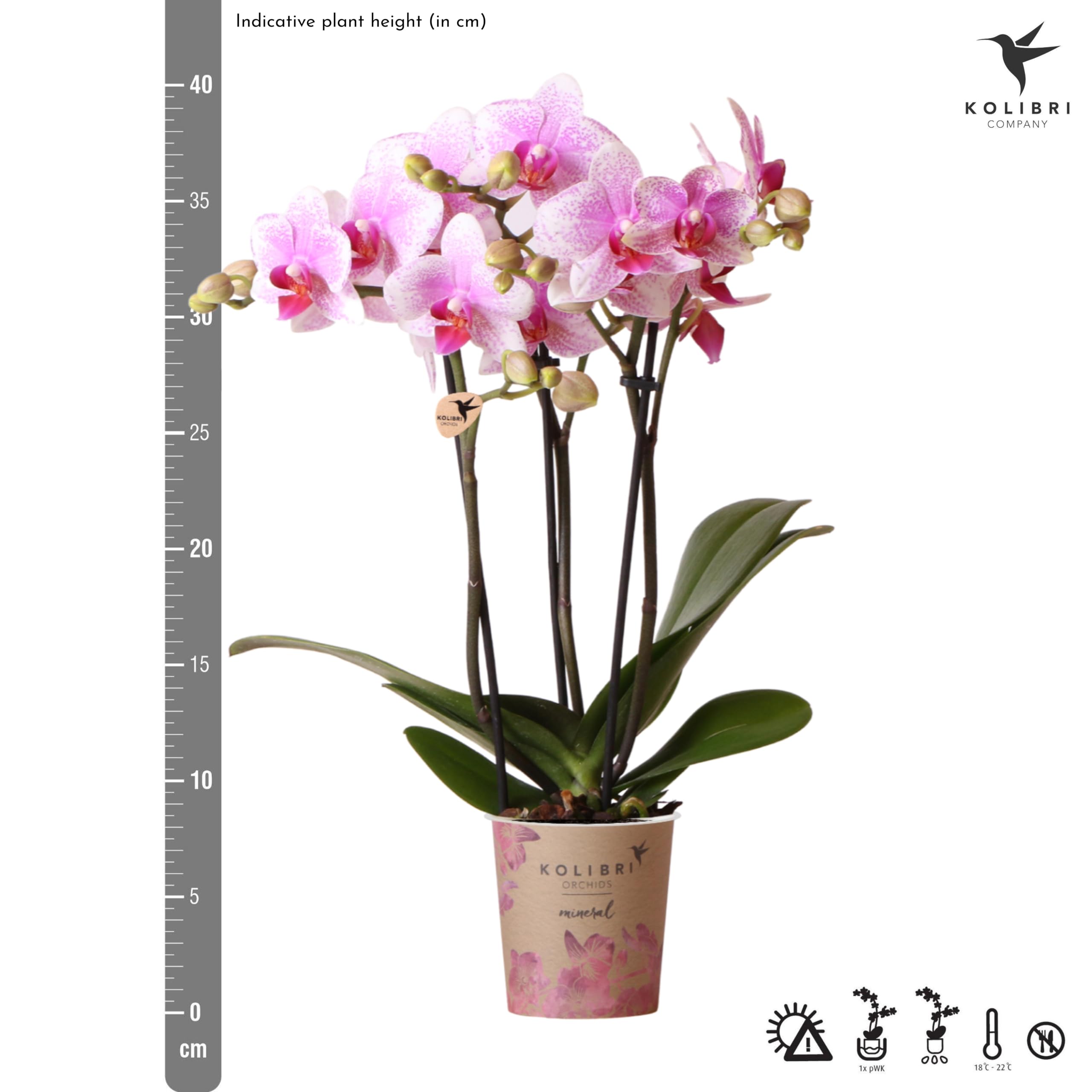 Orchidée rose Phalaenopsis - h35cm, Ø9cm - plante d'intérieur fleurie
