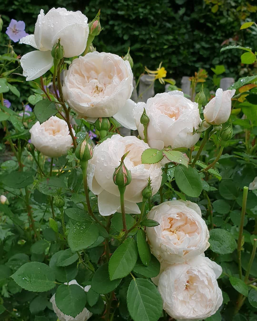 See full amazon price history chart for Aiden Gardens Rare Grafted English Rose Plant Glamis Castle Creamy White Color Double Rose 1 Healthy Live Plant Aiden Gardens Rare Grafted English Rose Plant Glamis Castle Creamy White Color Double Rose 1 Healthy Live Plant (B093F8HFDN) Amazon Price History, Amazon Price Tracker