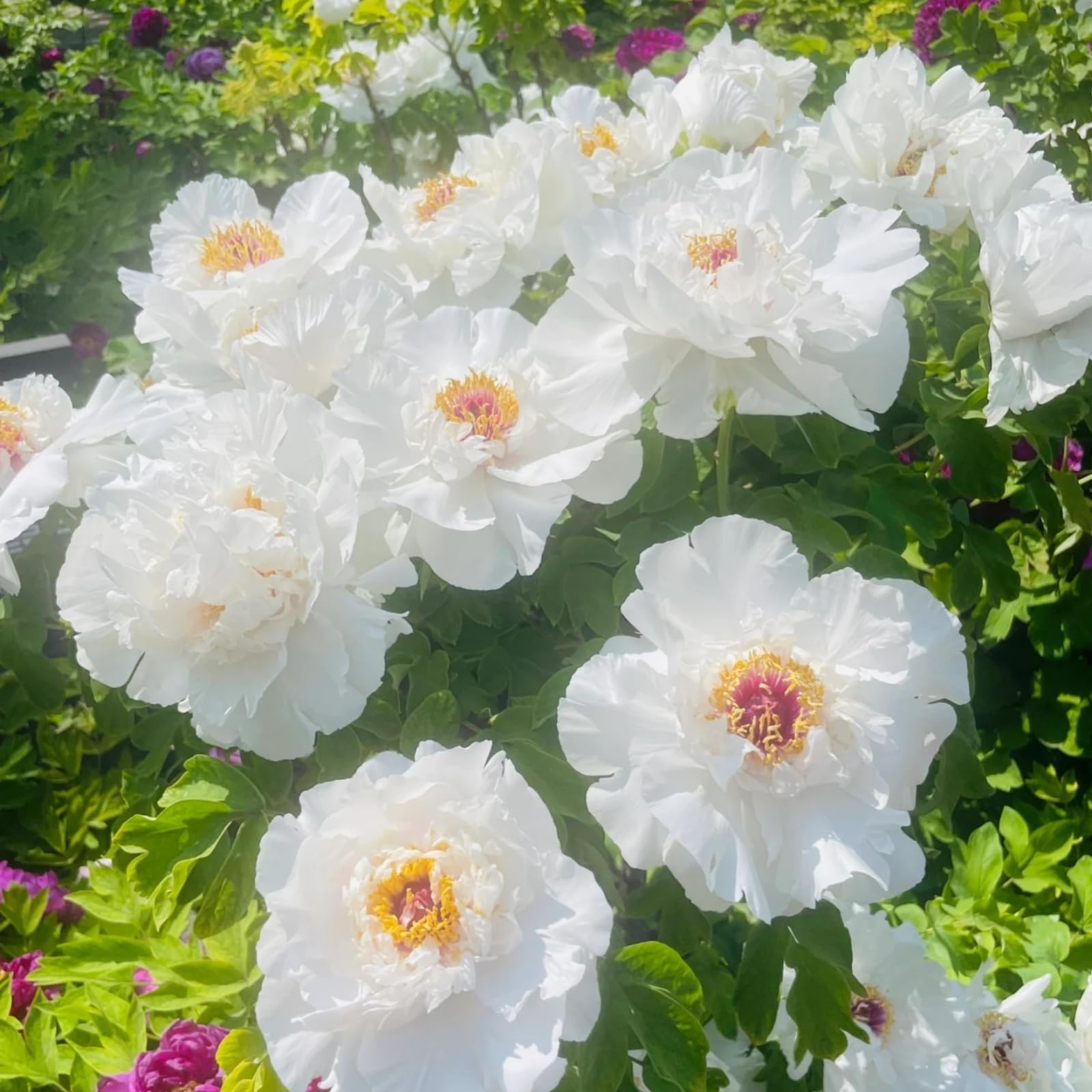 Peony Plants Bulbs Excellent Display Outdoor Perennial Balcony Garden Bulbs Can Be Potted-3bulbs-E