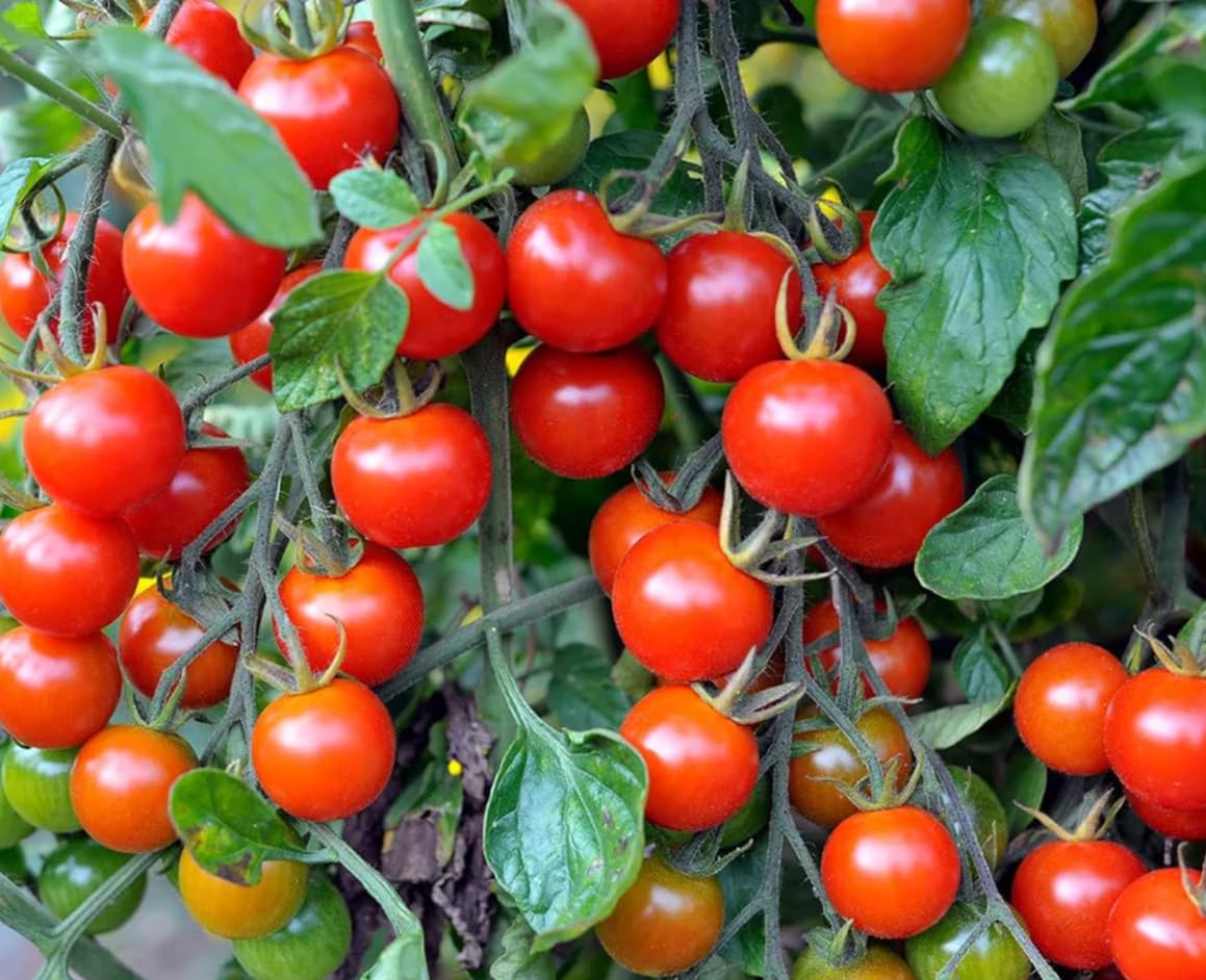 SeedBasket Cherry Tomato Seeds Pack of 2 – Red & Yellow – Non-GMO, Easy to Grow, High Yield – Fresh Home Garden Vegetable Seeds - Image 3 thumbnail