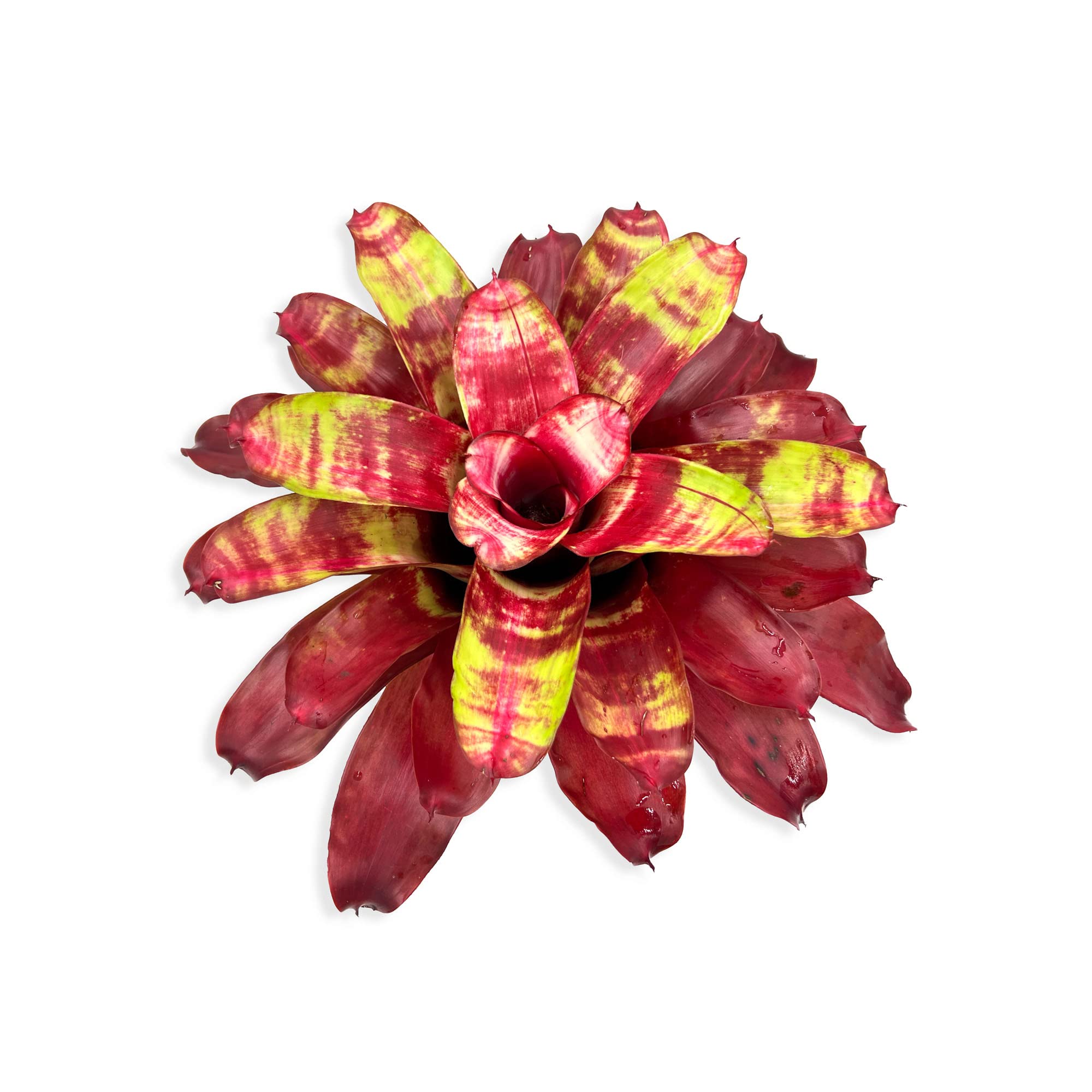 ragnaroc Bromeliad Neoregelia Golden Gate