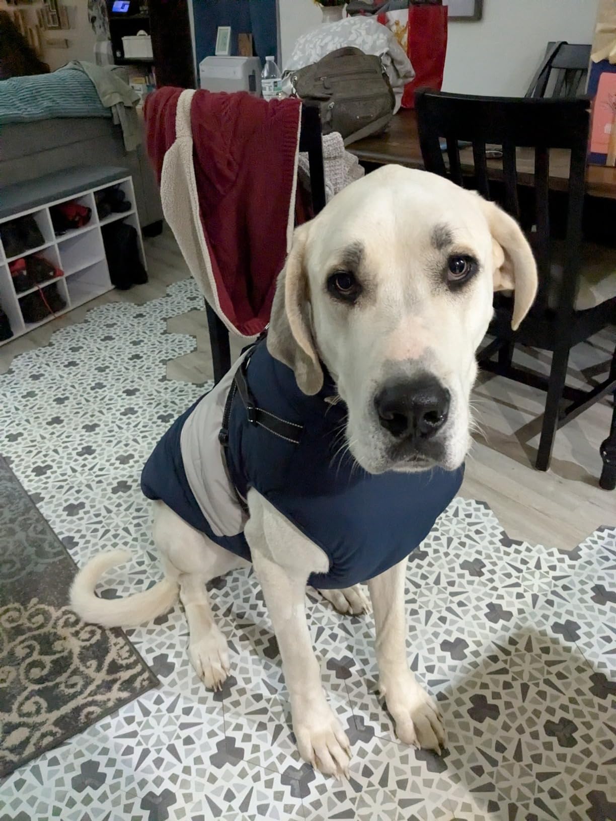 Extra Large Dog Coats for Winter photo review