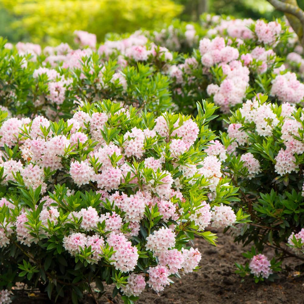 YouGarden Rhododendron 'Bloombux Light Pink', Established Plant in 10.5cm Pot, Compact Evergreen Shrub with Pale Pink Blooms, Ideal for Borders, Hedges, and Patio Pots