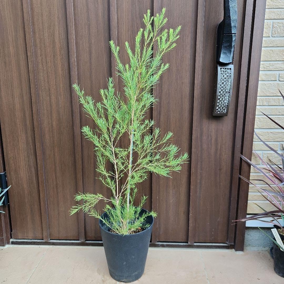 極美株/塊根植物】ステファニア スベローサ セレクト中株 発根済み 極