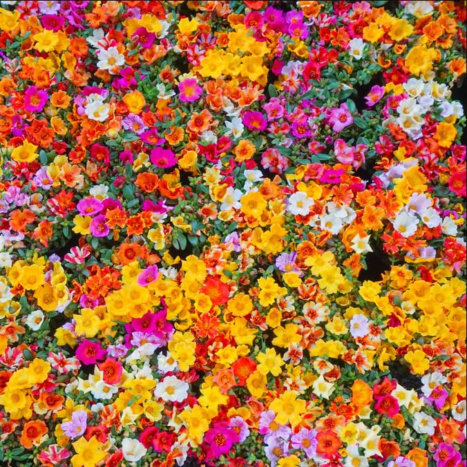 JIGNISHASEEDS Portulaca Mixed Flowering Seeds Pack Of 30 | Flowering Plants Seeds for Home And kitchen Gardening | Indoor/Outdoor | All Season Flowering Seeds | Outdoor House Plant (B0CLS27B4M) Amazon Price History, Amazon Price Tracker