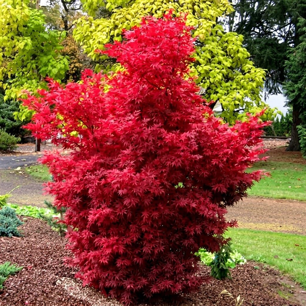 Acero rosso giapponese palmatum "Skeeter's Broom" vaso ø27 cm h 120/150 cm