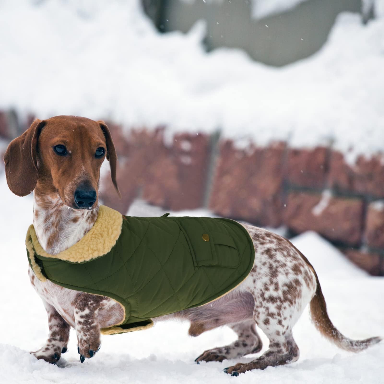 CITÉTOILE Cappotto per Cani, Gilet Invernale Chihuahua con foro Coulisse, Giacca Calda di lana Spessa Adatta a Cani Invernali Piccoli/Medi/Grandi, Verde, XS