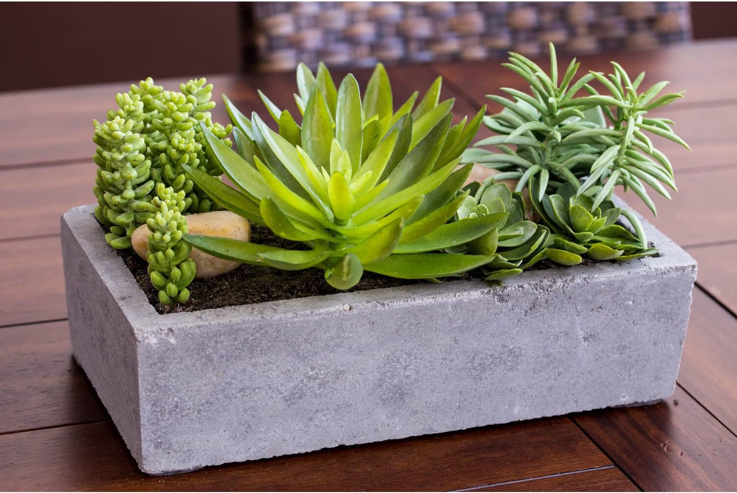 Decorative Outdoor Tabletop Succulent Ensemble in Cement Planter