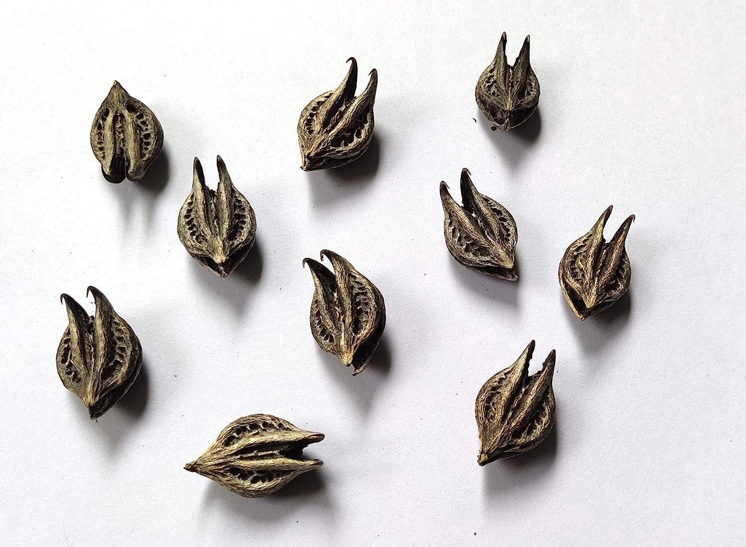 Chillatai Garuda Mukku/Bat Head Roots/TeluKondi Kaya Seeds Pack of 5 Seeds (B0C9Y7H4RK) Amazon Price History, Amazon Price Tracker