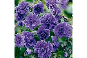 10+Violet Double Purple Rare Perennial Geranium Seeds