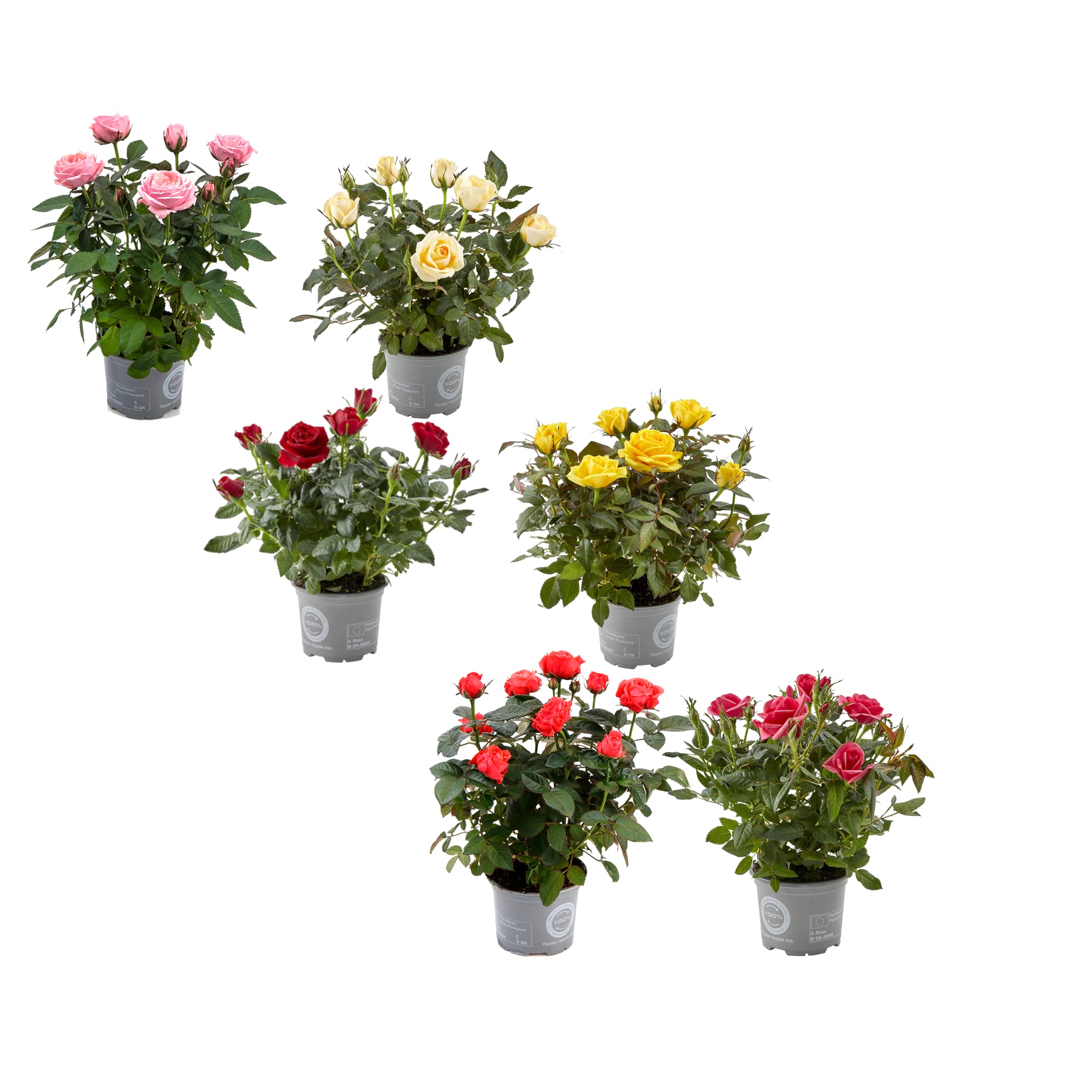 Rosal Mini Set de 6 Plantas con Flores de Colores Naturales