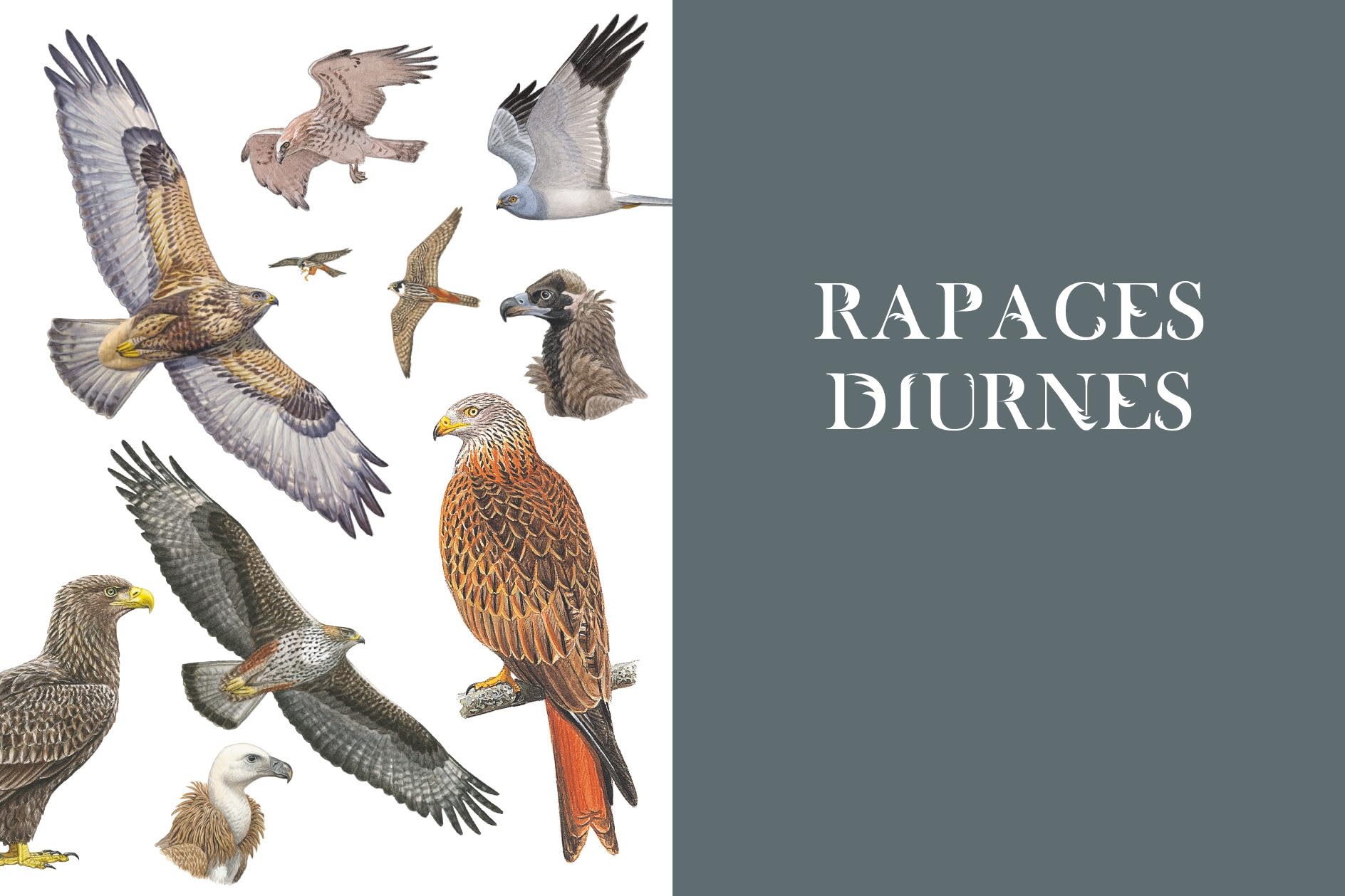 Le grand album des Oiseaux de France