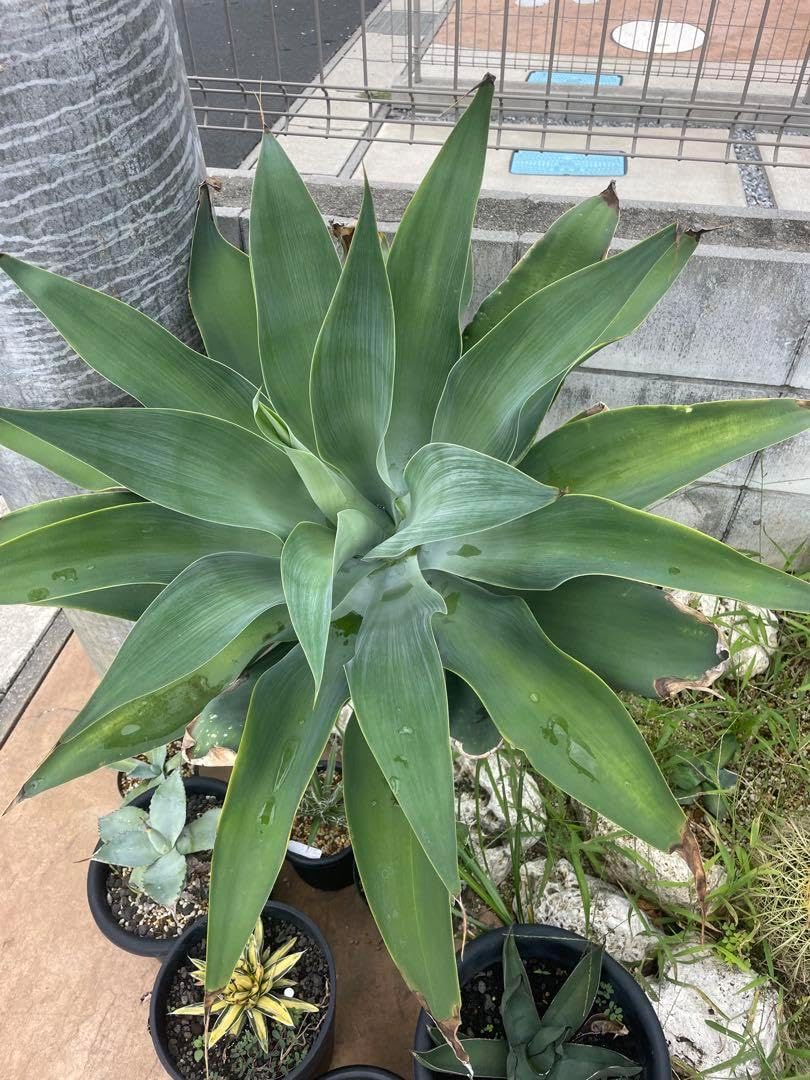 アガベ アテナータ ボーチンブルー カキコの苗