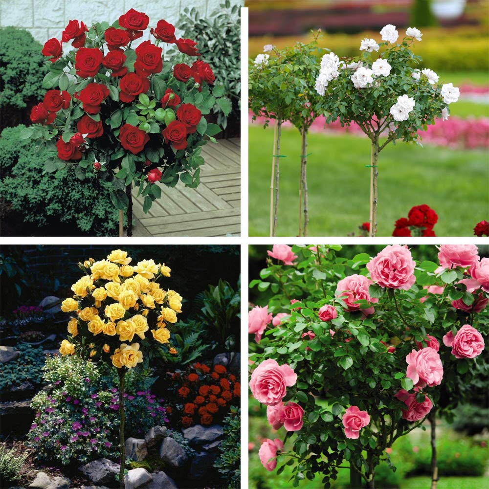 Rose Standard Patio Collection Red White Pink and Yellow Flowering Plants, 4 x Bare Roots By Thompson and Morgan