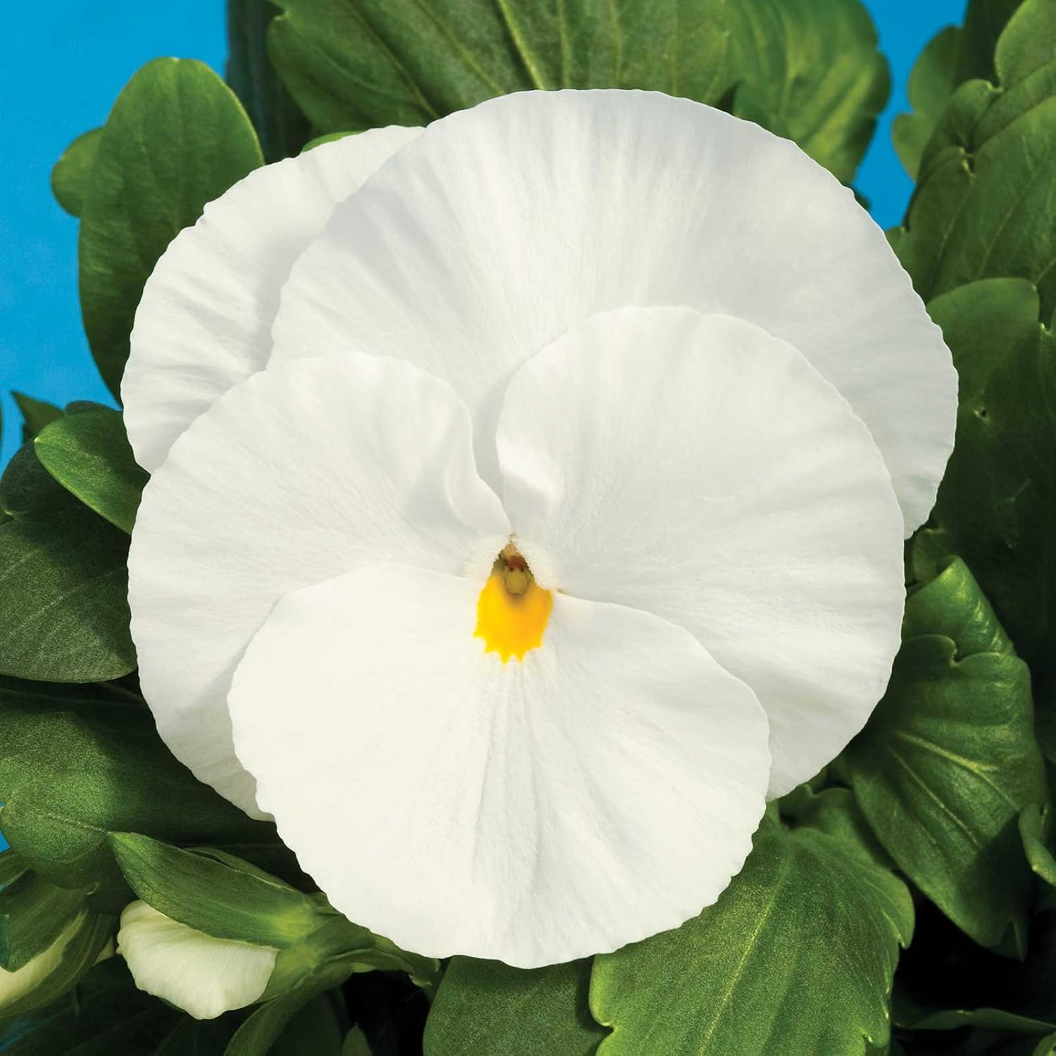 Pansy Flower Garden Seeds - Delta Premium F1 Series - True Blue - 500 Seeds - Annual Flower Gardening Seed - Viola x wittrockiana