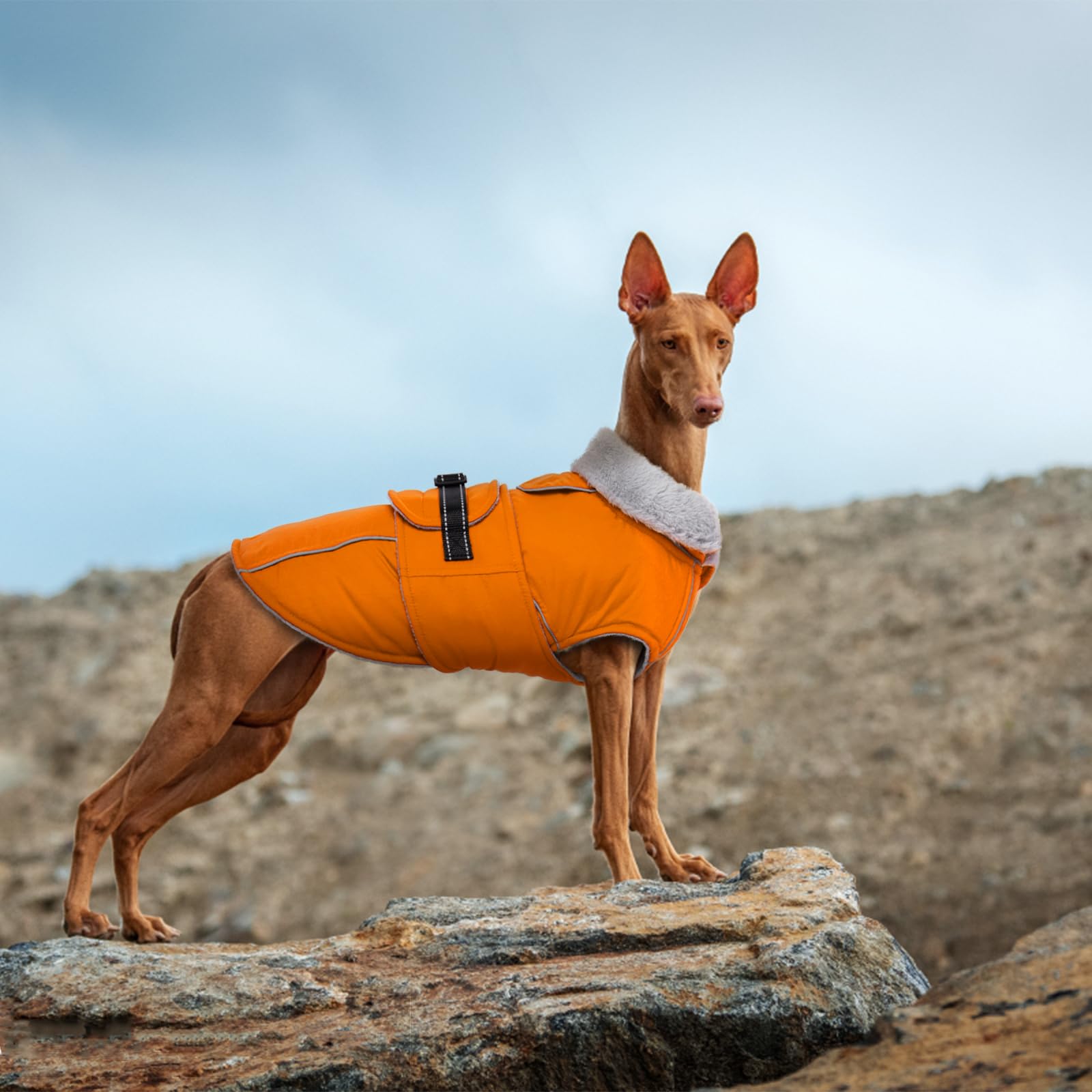 Lelepet Manteaux et vestes chauds pour chiens, manteau d'hiver imperméable pour chien par temps froid, veste matelassée réfléchissante pour chien, doublure polaire pour animal de compagnie avec trou