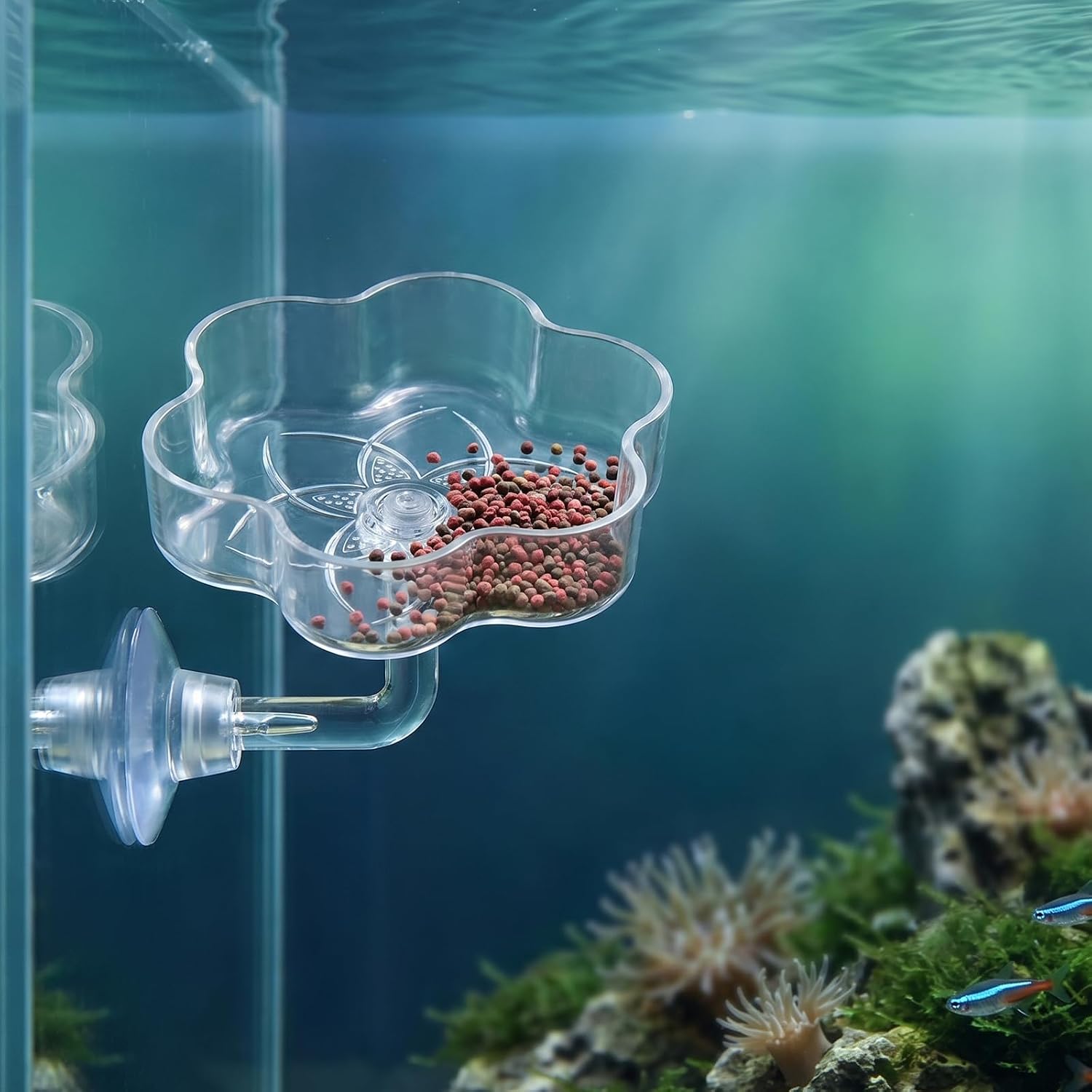 Aquarium Shrimp/Small Fish Feeding Dish, Shrimp Feeding Dish Magnolia Aquarium Shrimp Feed Dishes Acrylic Fish Tank Feeder Dishes Mini Freshwater Tray Feeder with Suction Cups, Clear image 3