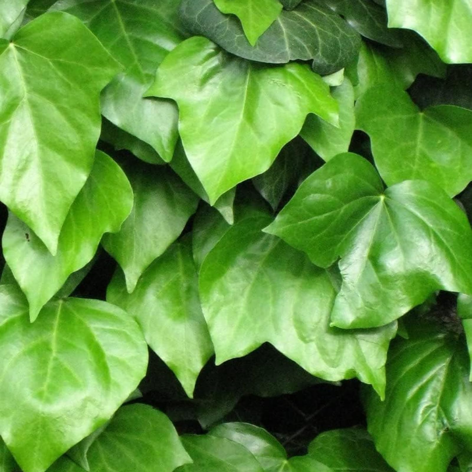 Carbeth Plants Hedera Helix - English Ivy Evergreen Shrub in 9cm Pot (1)