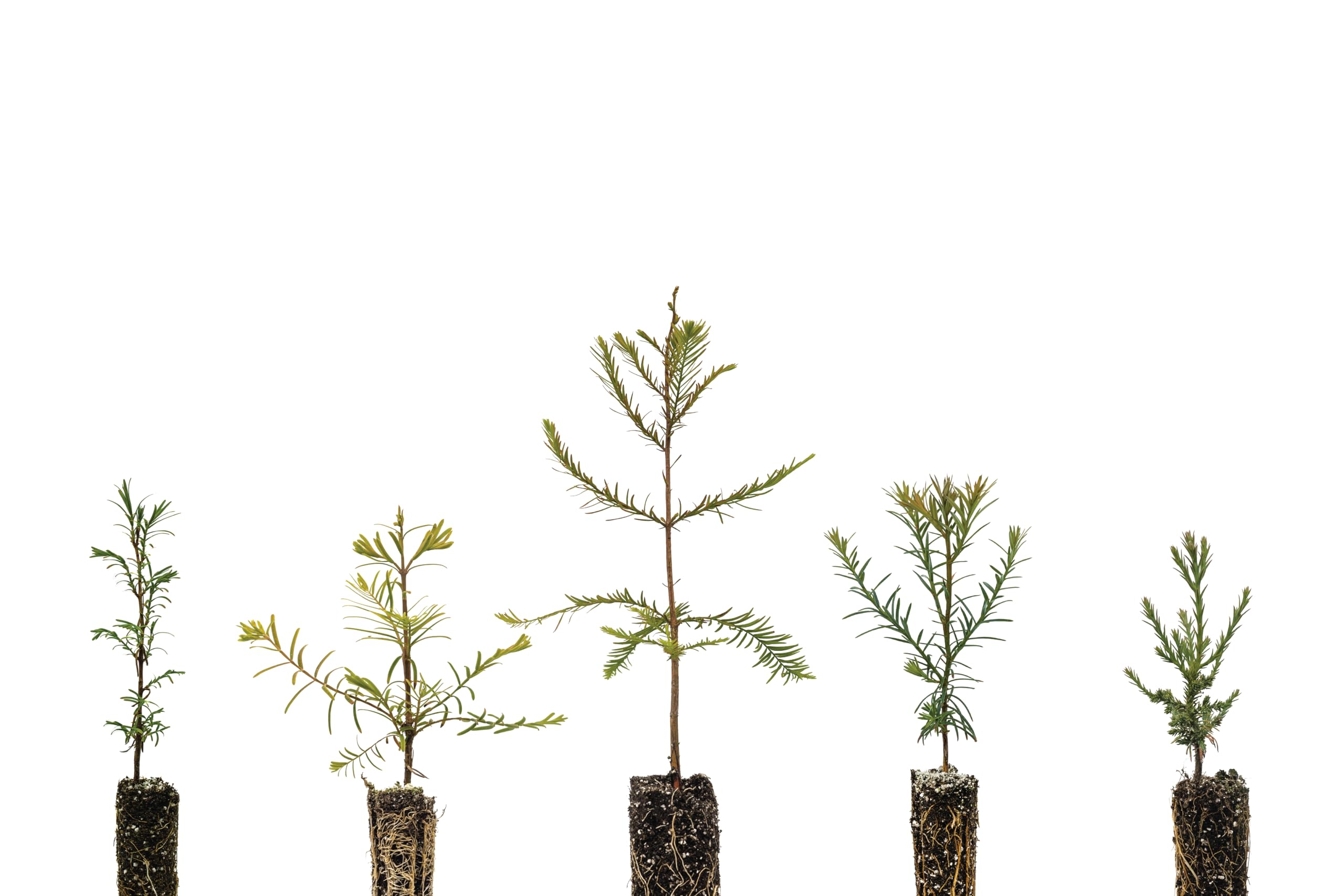 Redwoods of The World | Collection of 5 Tree Seedlings | The Jonsteen Company