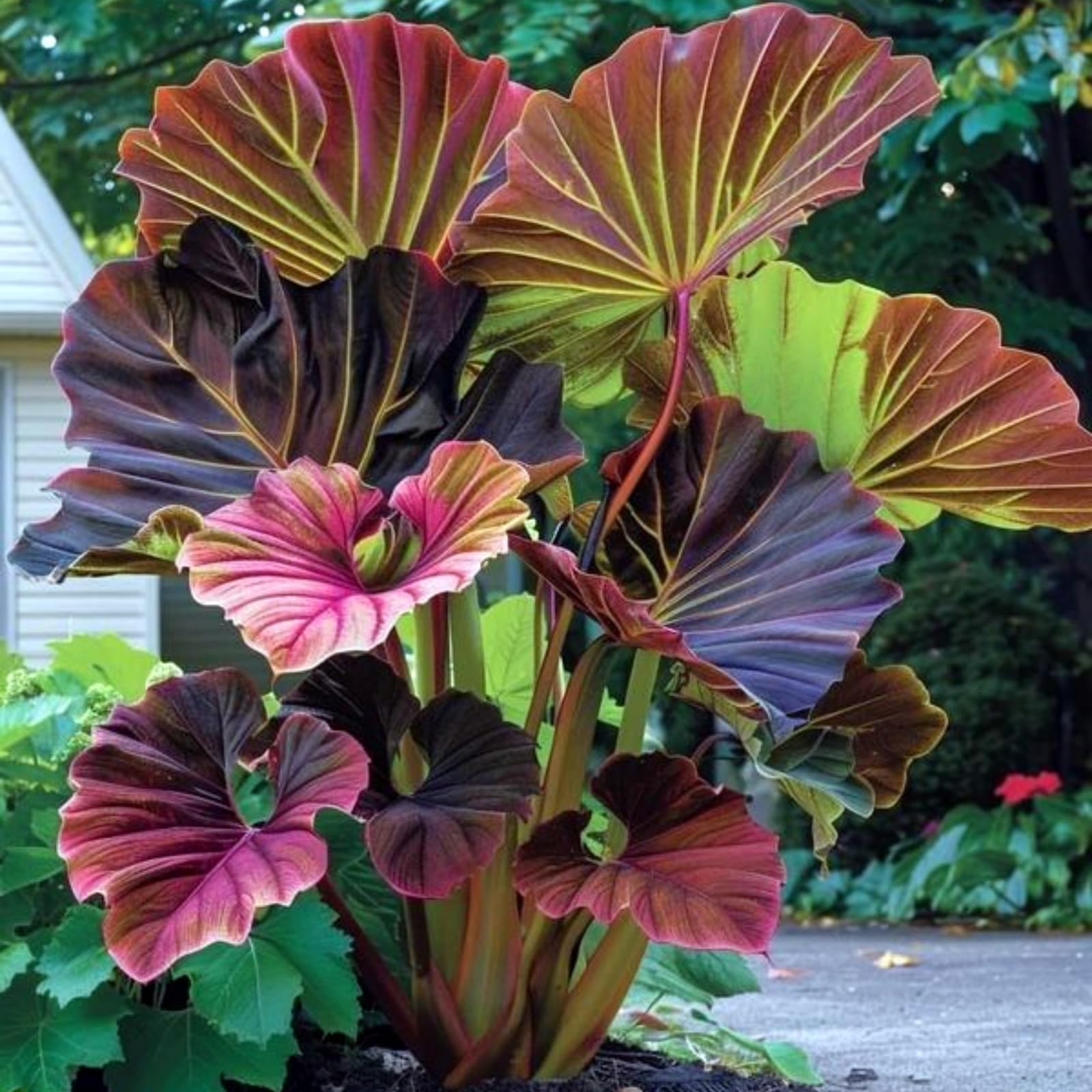 Excellent Elephant Ear, Surprisingly Growing, Hardy Perennial, Suitable for Spring and Autumn, Garden Viewing, No Watering Required-8 Bulbs-C