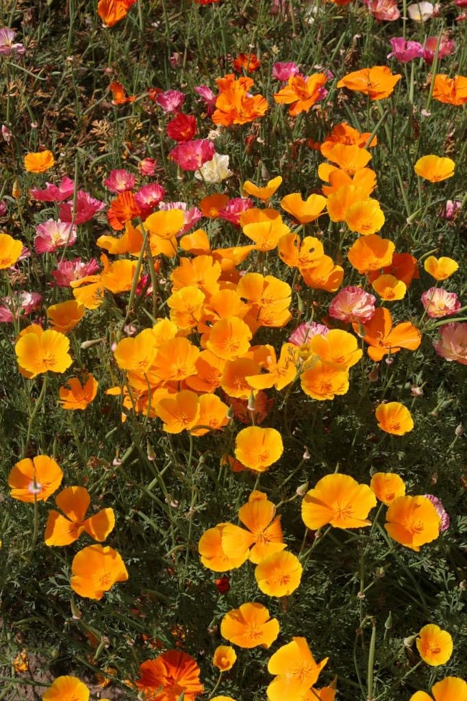 Simply Garden Marigold French Dwarf Double Mixed Seeds Grow Your Own Flowers - 4