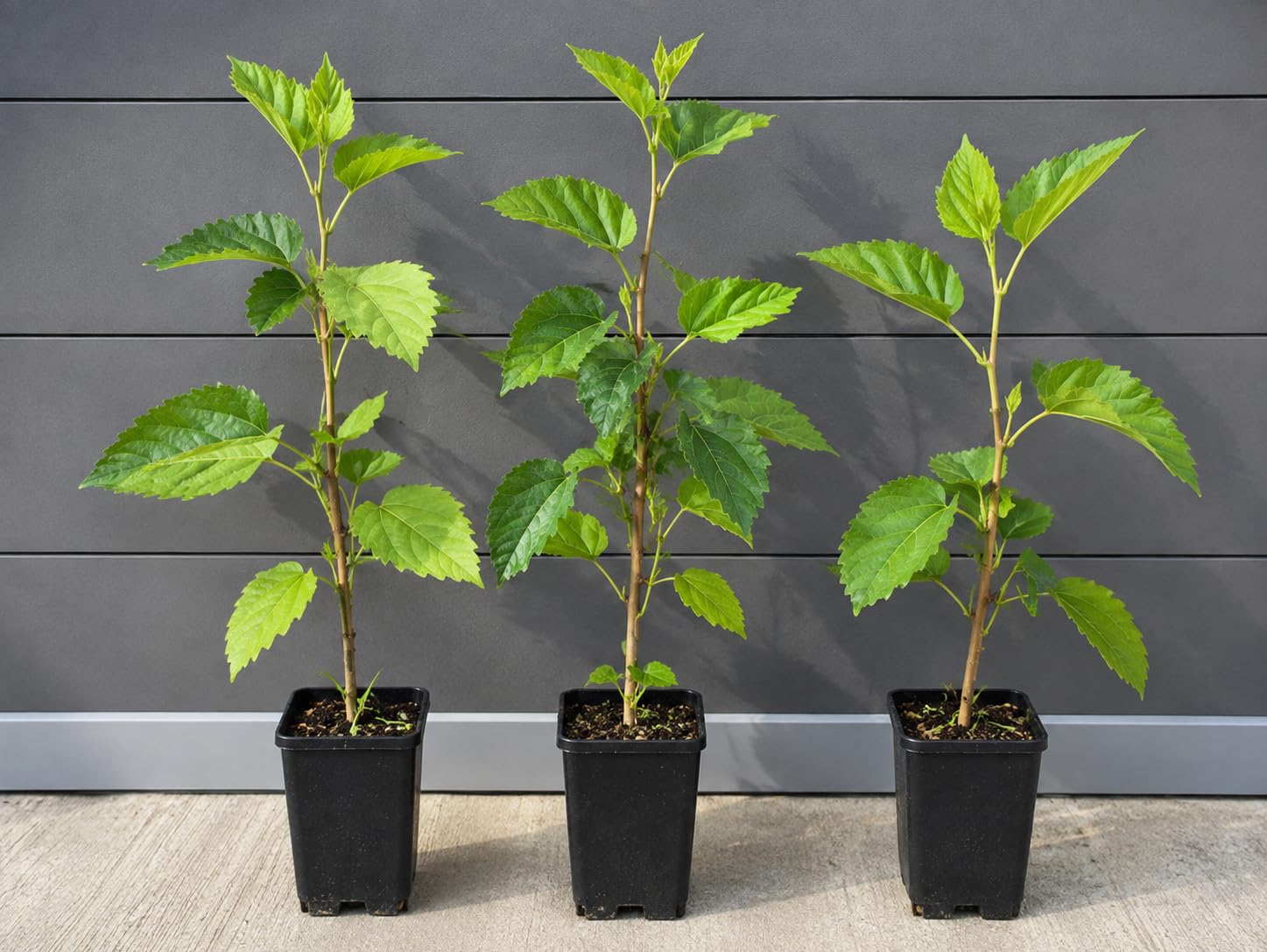 3er Mix Paket - Actinidia arguta 'Super Jumbo' - Mini-Kiwi Pflanzen 30-50cm