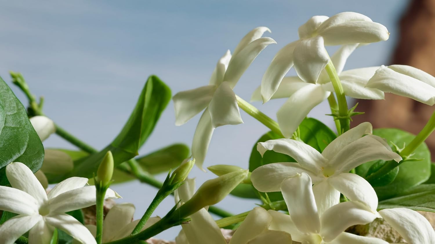 Dolce&Gabbana Q Parfum, Eau De Parfum Spray, For Women - Image 7