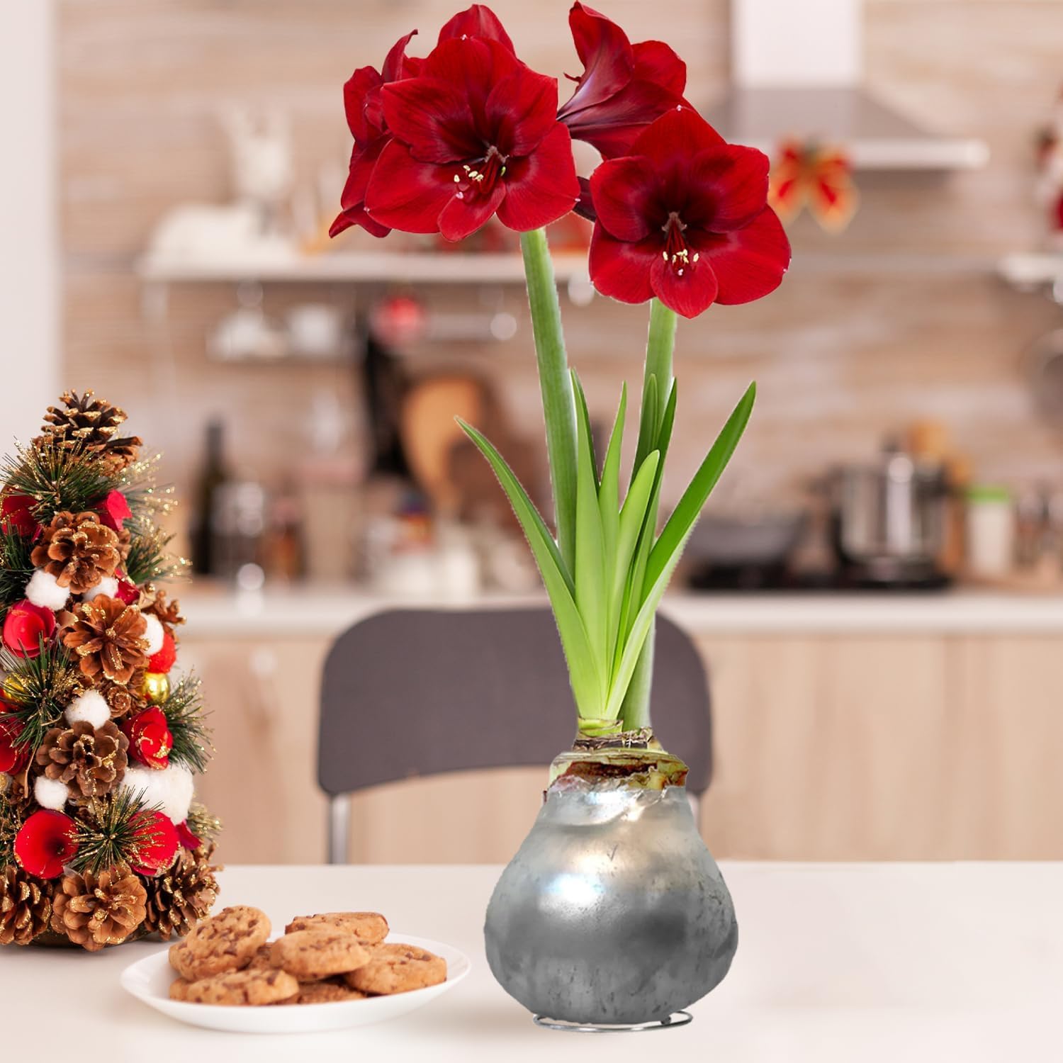 Amaryllis Bulbe en cire Silber - 2 pièces