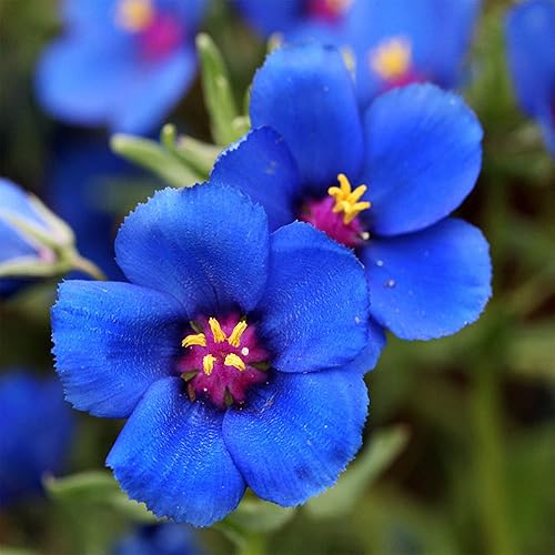 Miniatura 3 de Blue & Scarlet Pimpinel Anagallis Arvensis Monellii, 100 semillas de reliquia premium, fáciles de cultivar, perennes, exteriores e interiores -