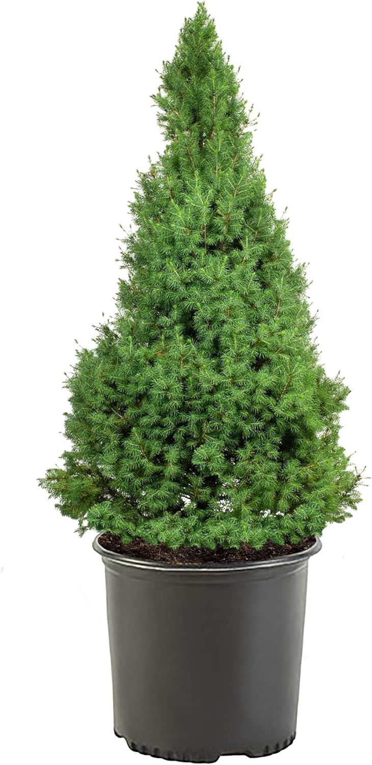 1 Gallon, Dwarf Alberta Spruce Shrub, Green