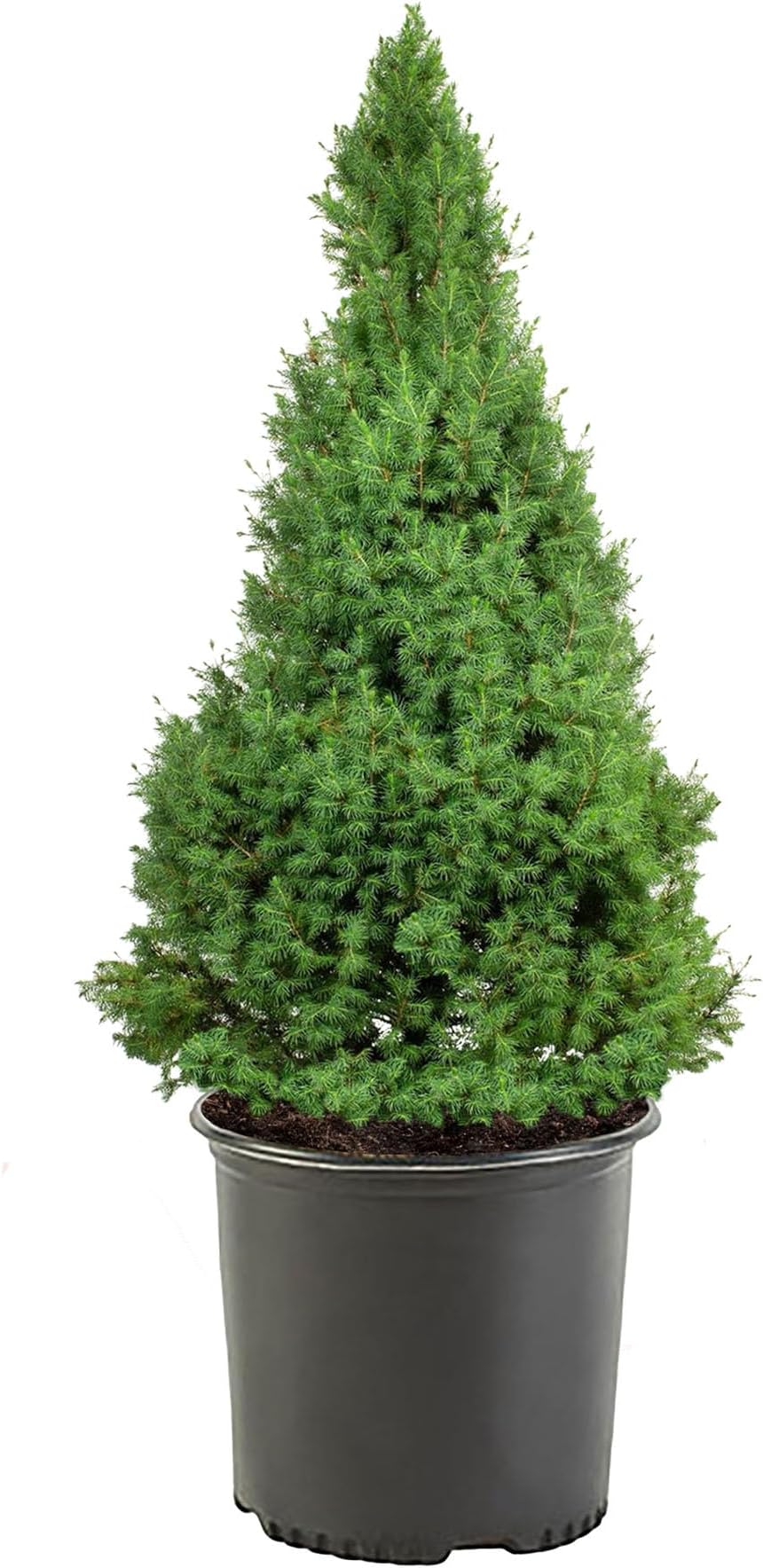 3 Gallon Dwarf Alberta Spruce Shrub