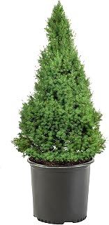 3 Gallon Dwarf Alberta Spruce Shrub