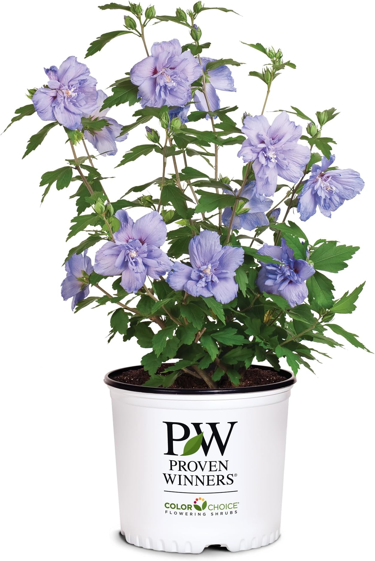 Proven Winners 2 Gal. Blue Chiffon Rose of Sharon (Hibiscus) Shrub
