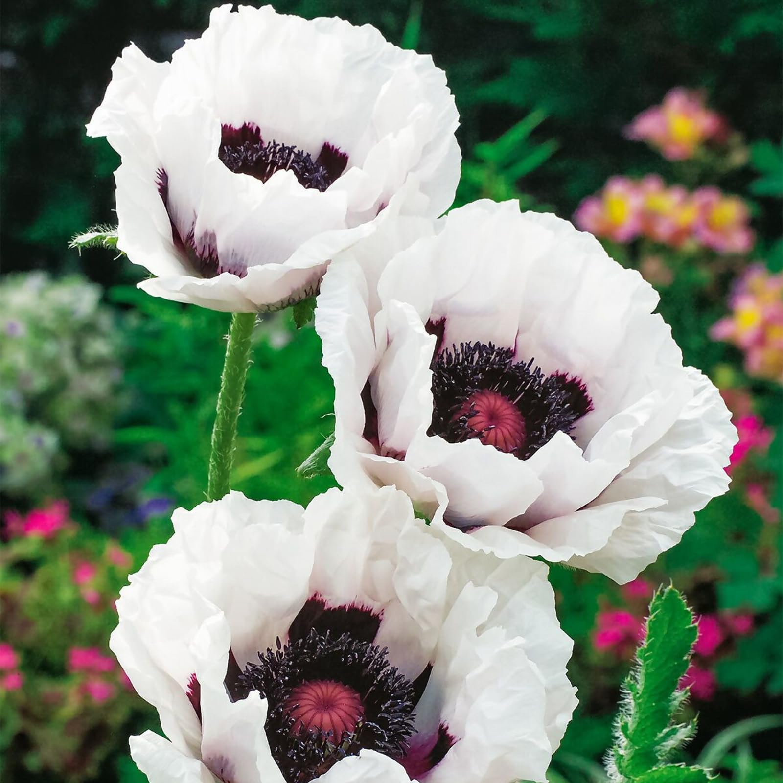Carbeth Plants - Poppy Perry's White Plant in 1 Litre Pot - Established Papaver for Outdoor Growing - Pure White Flowers