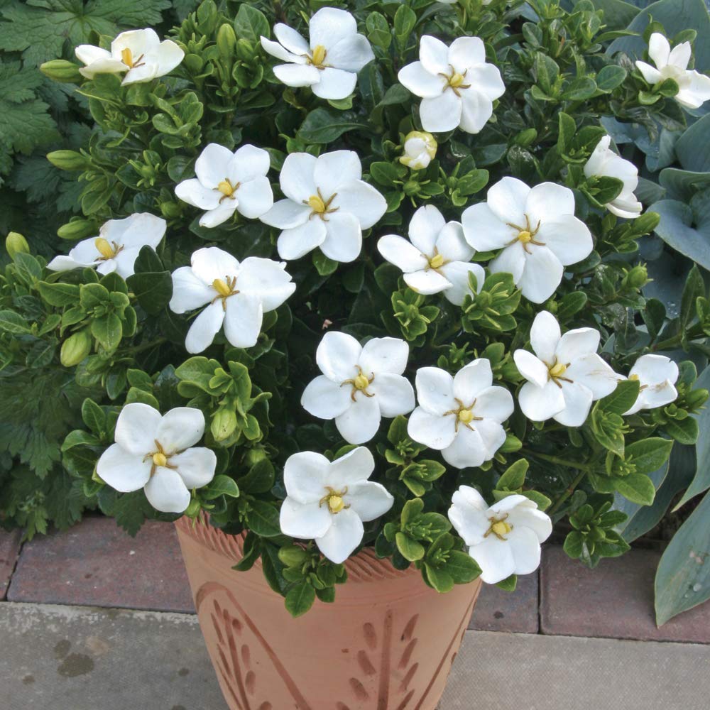 Buy Gardenia Kleim's Hardy Compact Shrub, Ideal for Borders & Patios