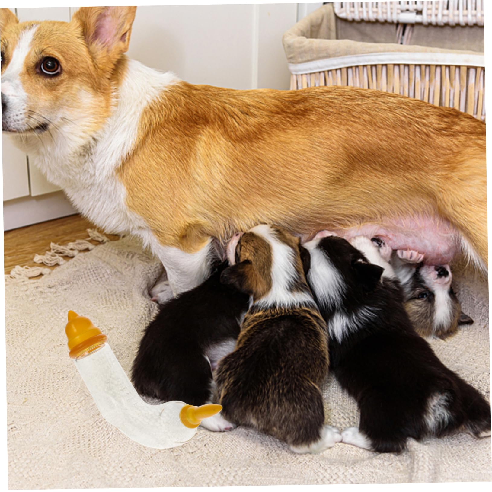 Happyyami 4 Juegos Dispositivo alimentación Mascotas Cachorro petg biberones recién Nacido Herramienta alimentación Mascotas chupetes Suministro Alimentos para Mascotas Vidrio