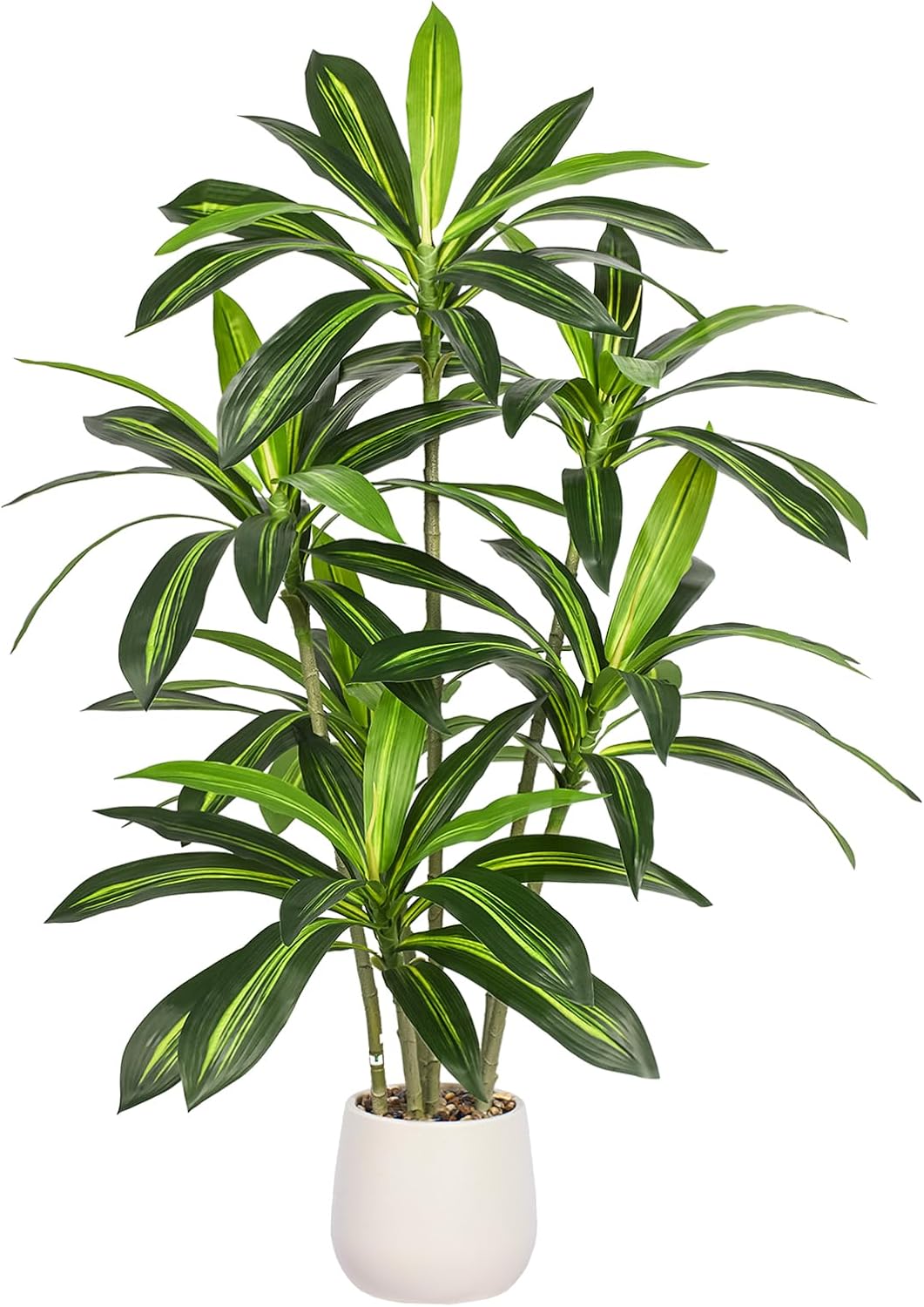 ユーフォルビア セドロルム 3号 の通販 | 園芸ネット ユーフォルビア