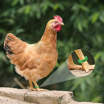 Yoyoung100pcs Chicken Leg Bands, 14-22mm Adjustable Poultry Tags, Durable Multi-Colored Hens Identification Leg Rings, Chicken Coop Accessories for Chickens, Chick, Ducks, Goose, Turkey, Birds