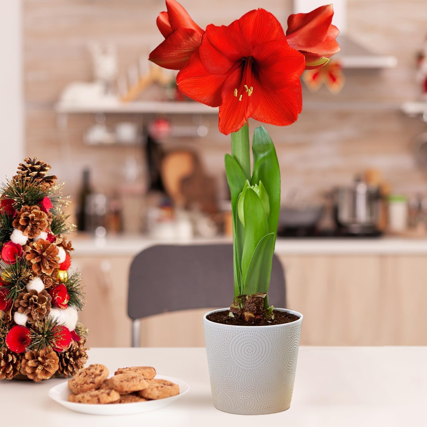 Amaryllis Bulbe Red Passion - Hippeastrum - 1 pièce - Bulbes à fleurs grand format 26/30 - Naturelle plantes de Hollande