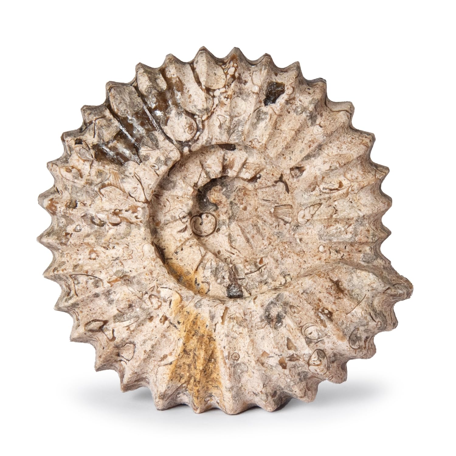 British Fossils Brown Carved Fossilstone Ammonite – 5" Hand-Carved Marble Ornament & Bookend, Gift Boxed