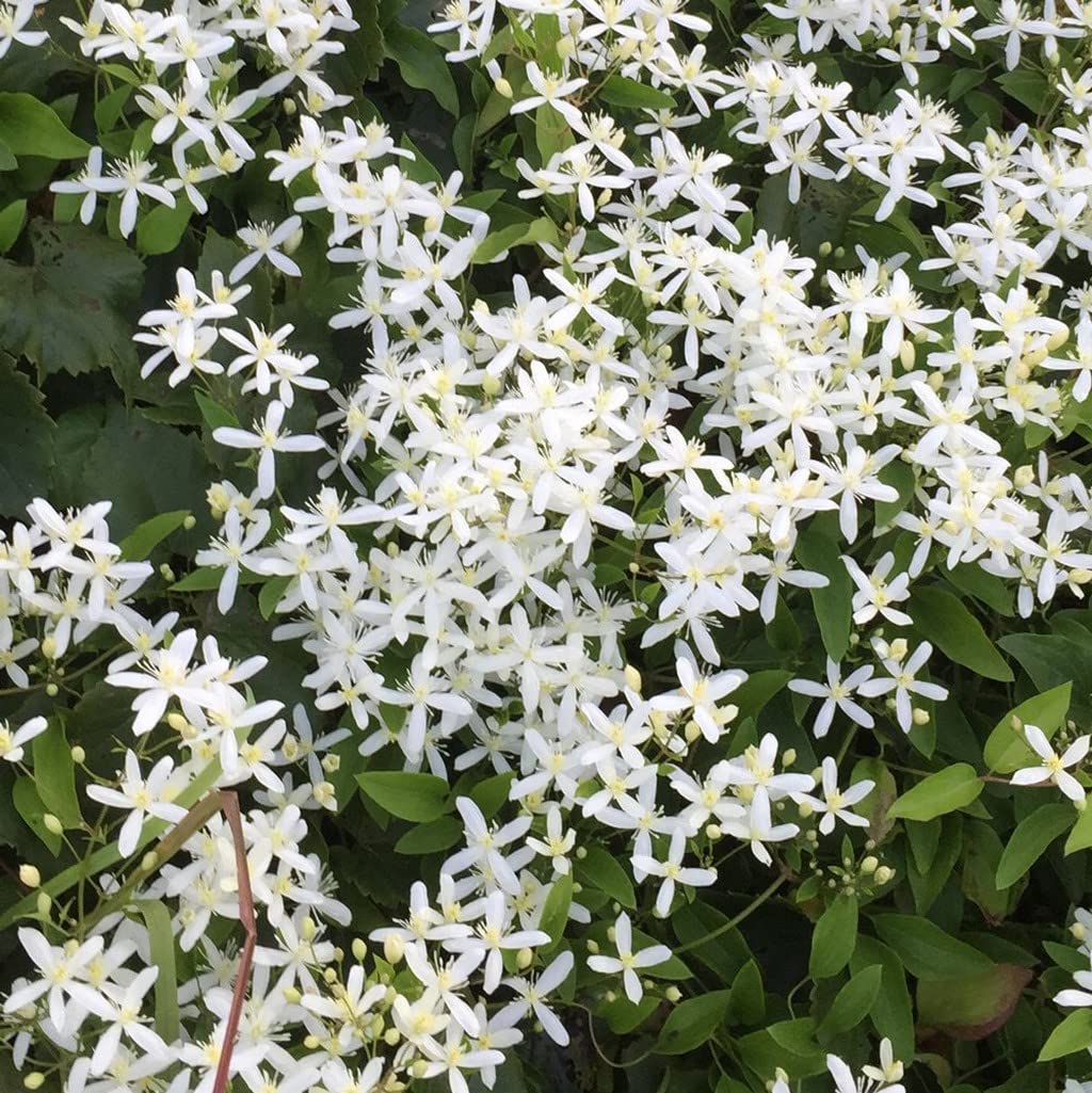 Creative Farmer Bridal Bouquet Plant|Clematis Vine|Clematis