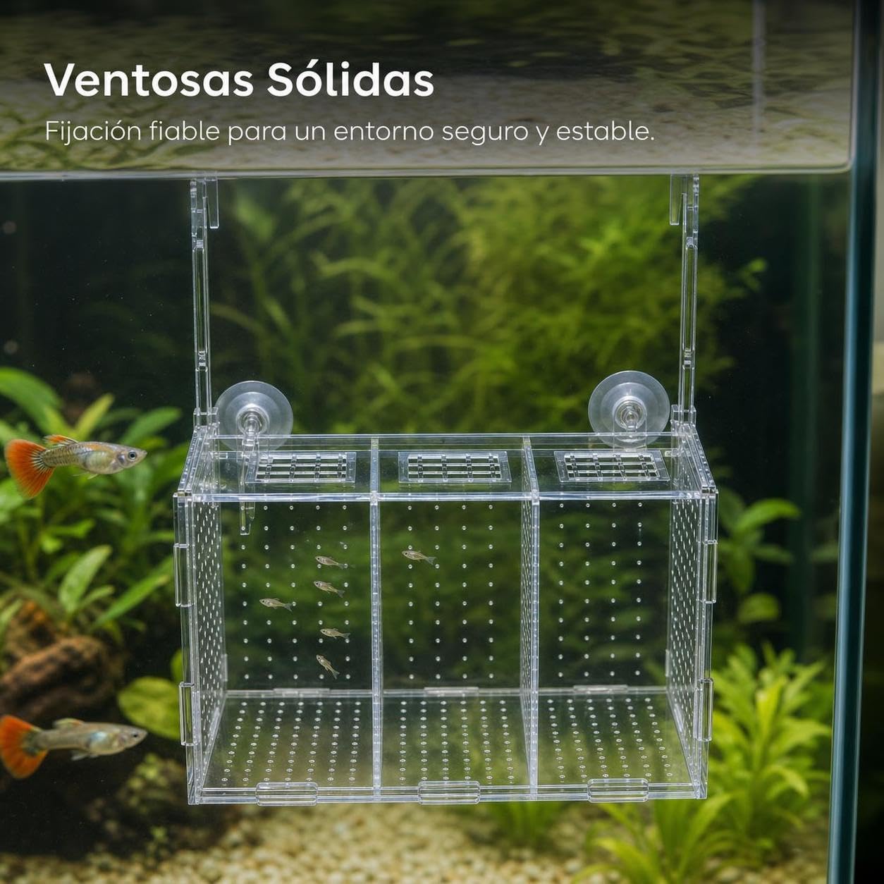 Caja Cría Peces Aislamiento Ventosa, 40x15x20cm | ción con ventosa, aislamiento y separación, ial peces jóvenes, para cría, para Crías, para Agua