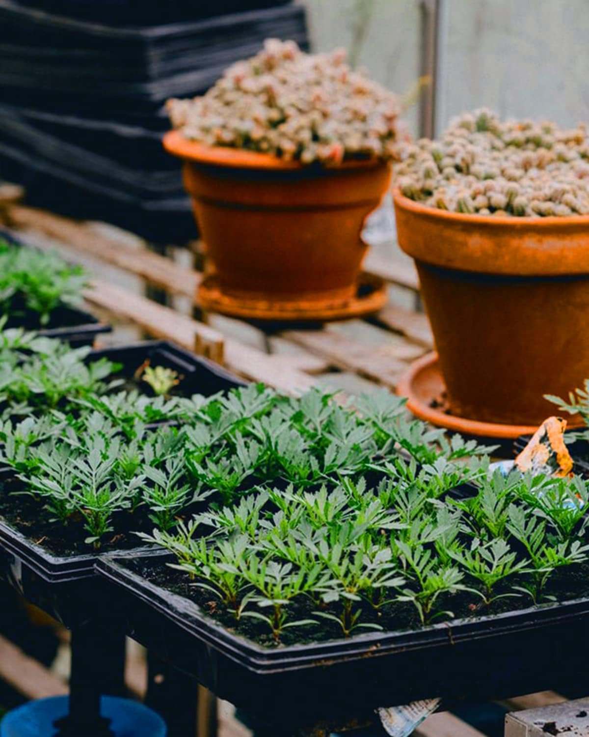 Seed Starter Kit, Include 100 Biodegradable Pots for Seedlings, 3 Plastic Growing Trays, 50 Plant Labels and 5 Plant Tools for Outdoor Indoor Gardening