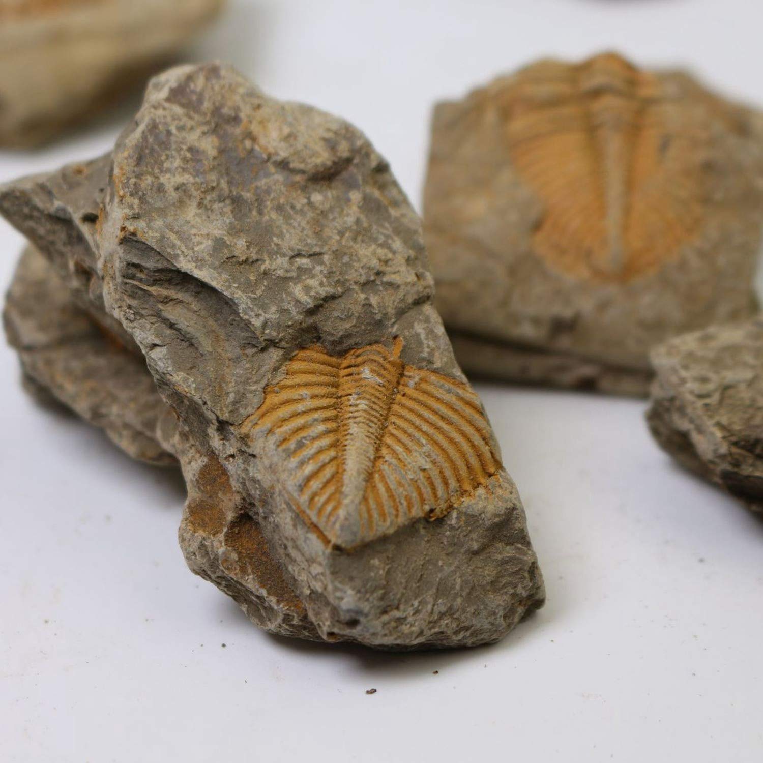 1 Pieza Natural de Cola de Trilobites FóSiles Antiguos ColeccióN de Muestras de EnseñAnza